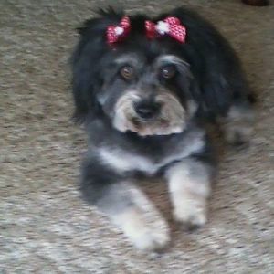 Meet your Posher, Bobbie